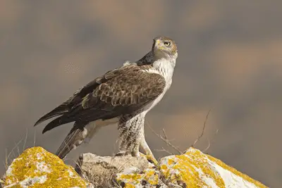 Adult Bonellis Eagle perched on rock ledge