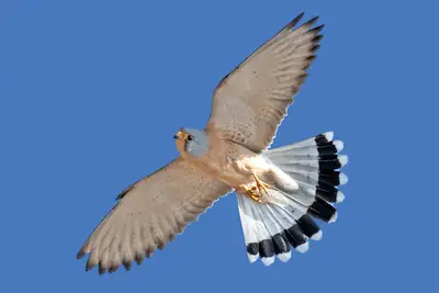 Photo of adult male Lesser Kestrel in flight