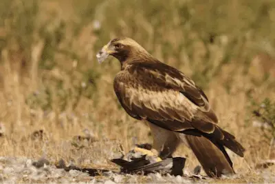 Photo of Booted Eagle with freshly caught pigeon