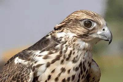 Closeup of Saker Falcon