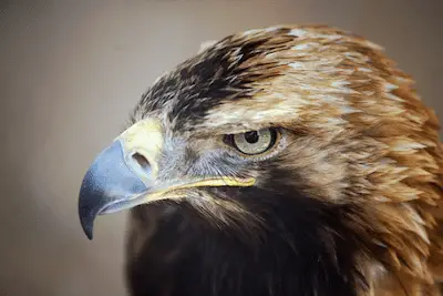 Closeup of Spanish Imperial Eagle