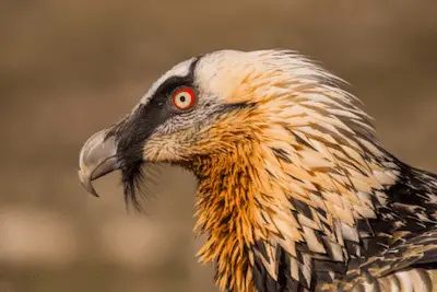 Closeup of adult Bearded Vulture