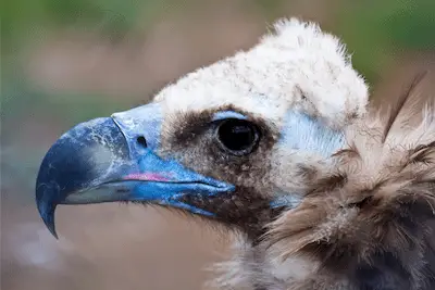 Closeup of adult Cinereous Vulture