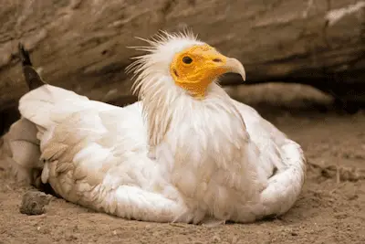 Closeup of adult Egyptian Vulture incubating its eggs