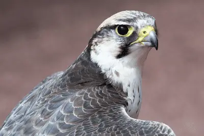 Closeup of adult Lanner Falcon