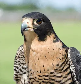 Closeup of adult barbary falcon