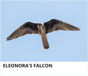 Eleonoras Falcon
