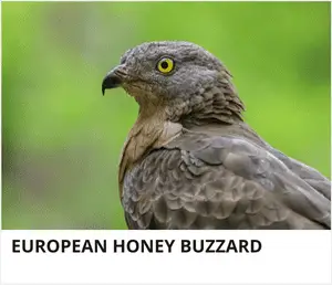 European Honey Buzzard