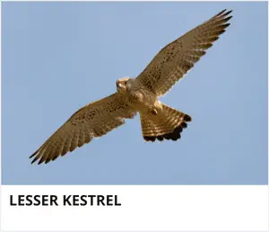 Lesser Kestrel