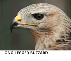 Long-legged Buzzard