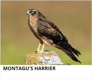 Montagu's Harrier