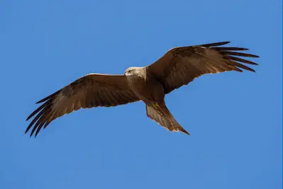 Photo of Black Kite in flight