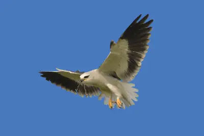 Photo of Black-shouldered Kite in flight