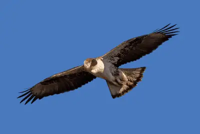 Photo of Bonellis Eagle in flight