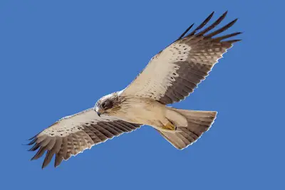 Photo of Booted Eagle in flight