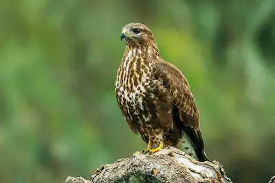 Photo of Common Buzzard perched on a branch
