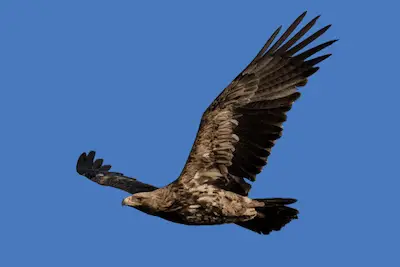 Photo of Eastern Imperial Eagle in flight