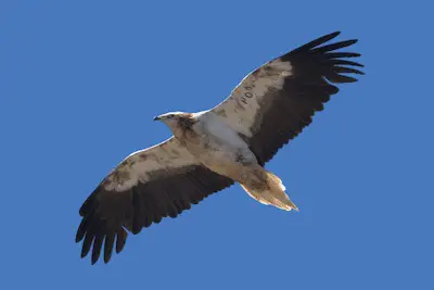 Photo of Egyptian Vulture in flight