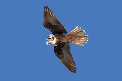 Photo of Eleonoras Falcon eating a dragonfly in flight