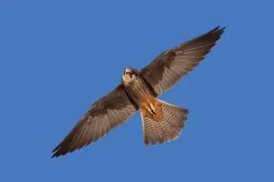 Photo of Eleonoras Falcon in flight