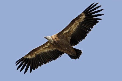 Photo of Eurasian Griffon Vulture in flight