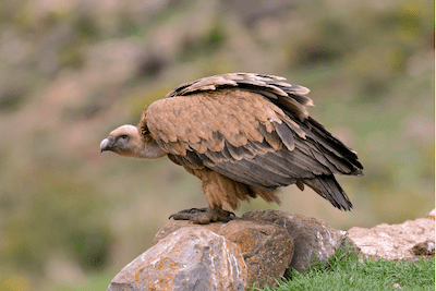 Photo of Eurasian Griffon Vulture perched on a rock