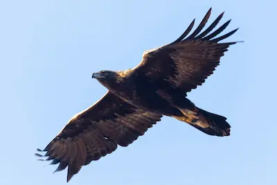 Photo of Golden Eagle in flight