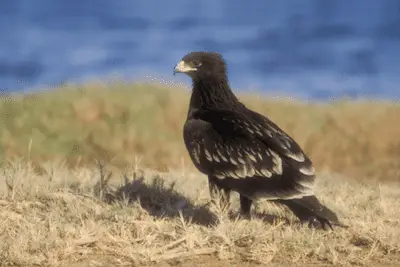 Photo of Greater Spotted Eagle hunting on foot