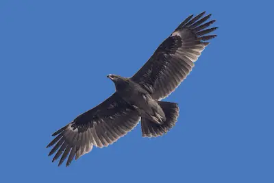 Photo of Greater Spotted Eagle in flight
