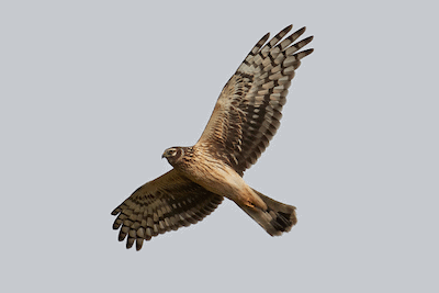 Photo of Hen Harrier in flight