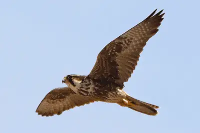 Photo of Lanner Falcon in flight