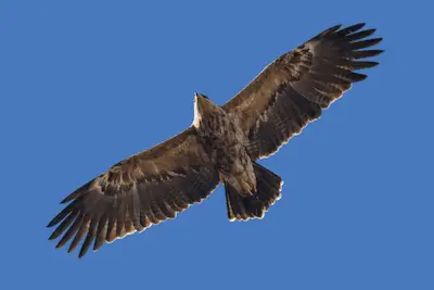 Photo of Lesser Spotted Eagle in flight