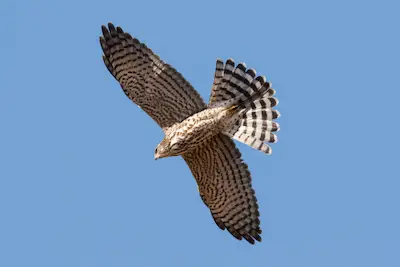 Photo of Levant Sparrowhawk in flight