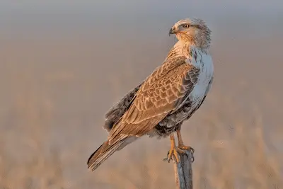 Photo of Long-legged Buzzard perched on a fence post