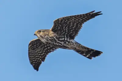 Photo of Merlin in flight