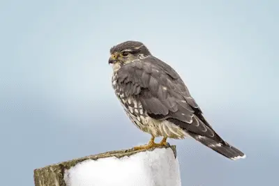 Photo of Merlin perched on fence post in winter