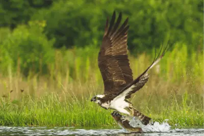 Photo of Osprey flying with freshly caught fish