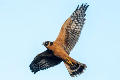 Photo of Pallid Harrier in flight