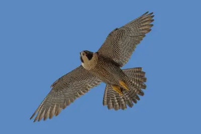 Photo of Peregrine Falcon in flight