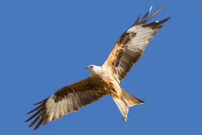 Photo of Red Kite in flight