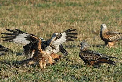 Photo of Red Kites gathered around carrion