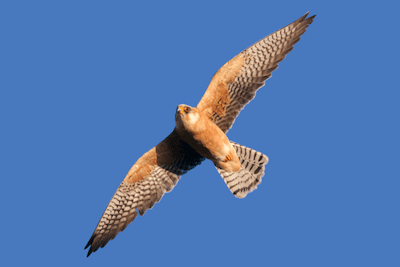 Photo of Red footed Falcon in flight