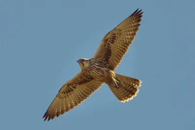 Photo of Saker Falcon in flight