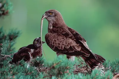 Photo of Short-toed Eagle feeding its chick with a snake
