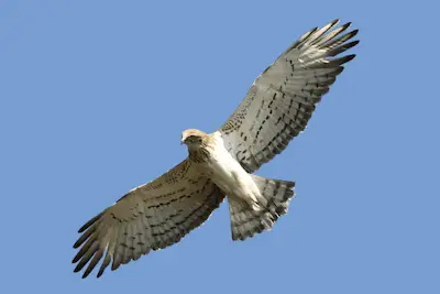 Photo of Short toed Eagle in flight