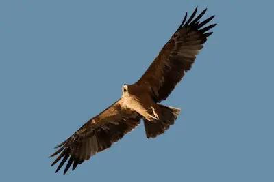 Photo of Spanish Imperial Eagle in flight