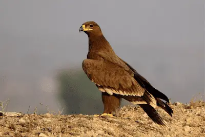 Photo of Steppe Eagle hunting on foot