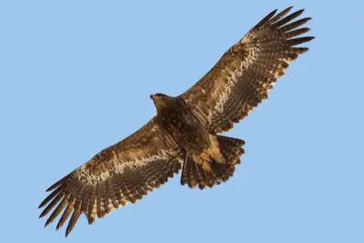 Photo of Steppe Eagle in flight