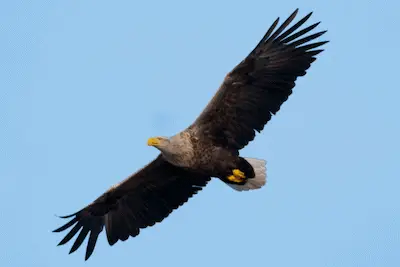 Photo of White-tailed Eagle in flight