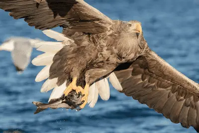 Photo of White-tailed Eagle with fish it has just caught